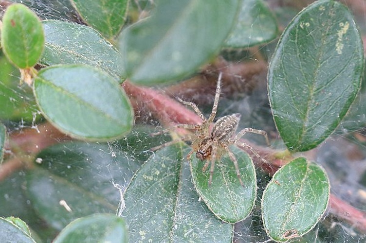 Allagelena gracilens &copy; <a href="//commons.wikimedia.org/wiki/User:NobbiP" title="User:NobbiP">NobbiP</a>