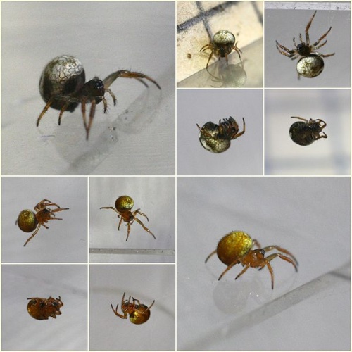 Theridiosoma gemmosum &copy; <a rel="nofollow" class="external text" href="https://www.flickr.com/people/57984606@N00">Phil</a>