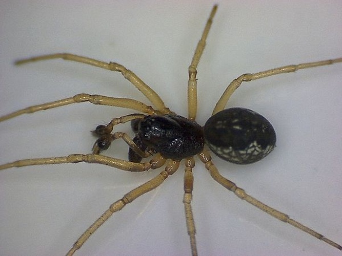 Pachygnatha degeeri &copy; <table style="width:100%; border:1px solid #aaa; background:#efd; text-align:center"><tbody><tr>
<td>
<a href="//commons.wikimedia.org/wiki/File:Aspitates_ochrearia.jpg" class="image"><img alt="Aspitates ochrearia.jpg" src="https://upload.wikimedia.org/wikipedia/commons/thumb/b/bc/Aspitates_ochrearia.jpg/55px-Aspitates_ochrearia.jpg" decoding="async" width="55" height="41" srcset="https://upload.wikimedia.org/wikipedia/commons/thumb/b/bc/Aspitates_ochrearia.jpg/83px-Aspitates_ochrearia.jpg 1.5x, https://upload.wikimedia.org/wikipedia/commons/thumb/b/bc/Aspitates_ochrearia.jpg/110px-Aspitates_ochrearia.jpg 2x" data-file-width="800" data-file-height="600"></a>
</td>
<td>This image is created by user <a rel="nofollow" class="external text" href="http://waarneming.nl/user/photos/21030">Frank van de Putte</a> at <a rel="nofollow" class="external text" href="http://waarneming.nl/">waarneming.nl</a>, a source of nature observations in the Netherlands.
</td>
</tr></tbody></table>