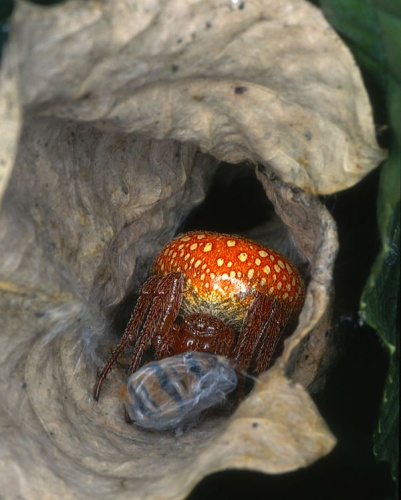 Araneus alsine © <a href="//commons.wikimedia.org/wiki/User:Olei" title="User:Olei">Olei</a>