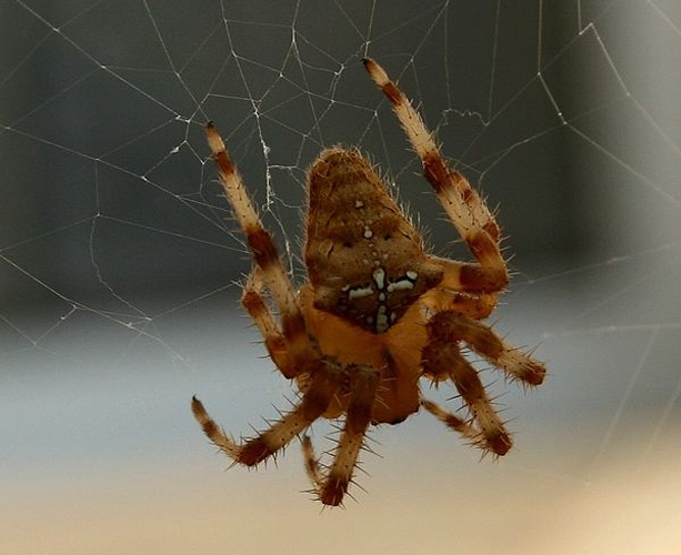 Araneus pallidus © <a href="//commons.wikimedia.org/wiki/User:Luis_nunes_alberto" title="User:Luis nunes alberto">Luis nunes alberto</a>