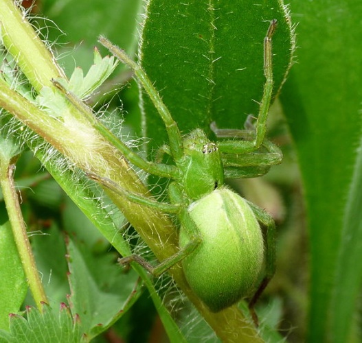 Micrommata ligurina © <a href="//commons.wikimedia.org/wiki/User:Lucarelli" title="User:Lucarelli">Lucarelli</a>