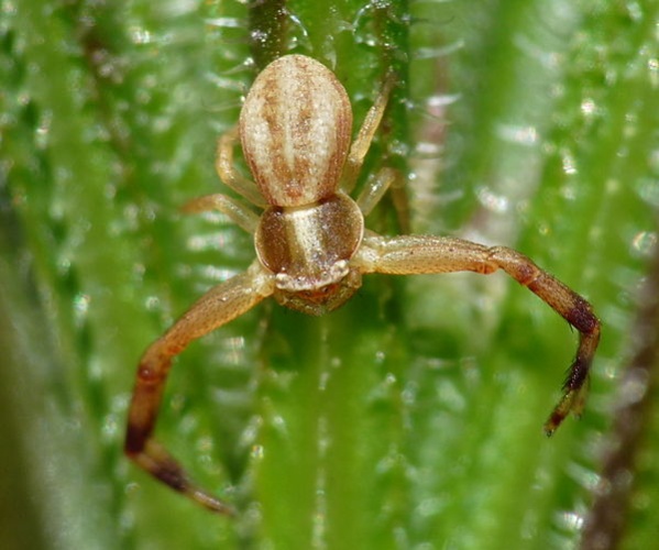 Runcinia grammica &copy; <a href="//commons.wikimedia.org/wiki/User:Lucarelli" title="User:Lucarelli">Lucarelli</a>