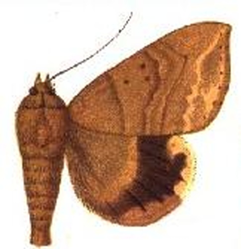 Achaea trapezoides © Sir GEORGE F. HAMPSON, Bart.