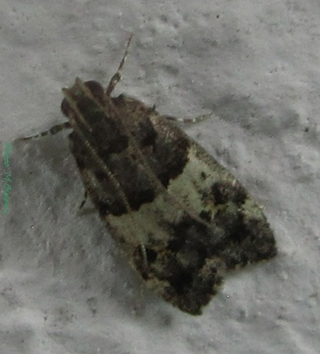 Ancylometis ribesae © <a href="//commons.wikimedia.org/wiki/User:Tonton_Bernardo" title="User:Tonton Bernardo">Tonton Bernardo</a>