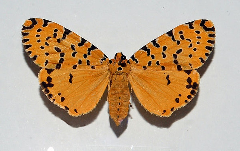 Argina amanda &copy; <a href="//commons.wikimedia.org/wiki/User:Hectonichus" title="User:Hectonichus">Hectonichus</a>