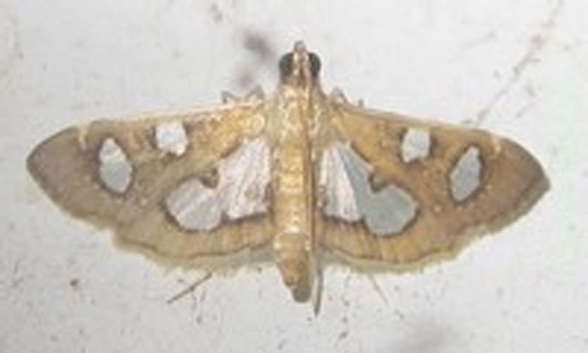 Bocchoris borbonensis © <a href="//commons.wikimedia.org/wiki/User:Tonton_Bernardo" title="User:Tonton Bernardo">Tonton Bernardo</a>