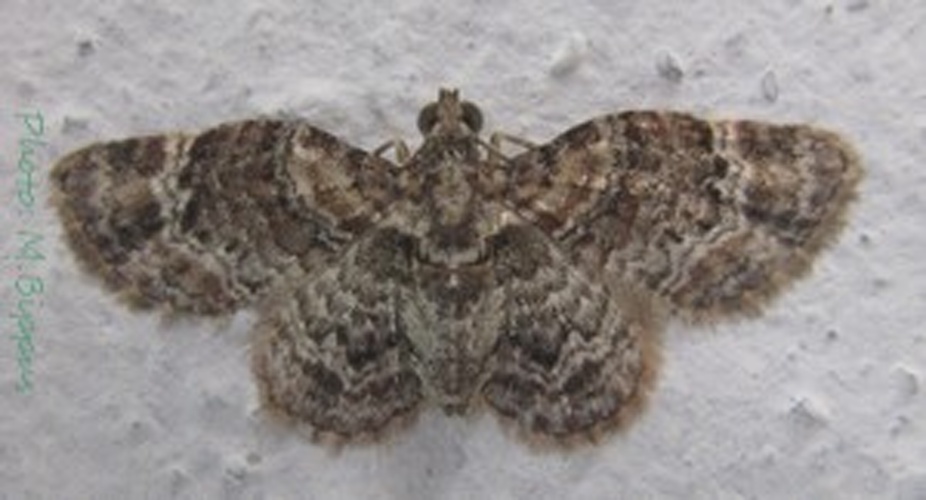 Chloroclystis derasata © <a href="//commons.wikimedia.org/wiki/User:Tonton_Bernardo" title="User:Tonton Bernardo">Tonton Bernardo</a>