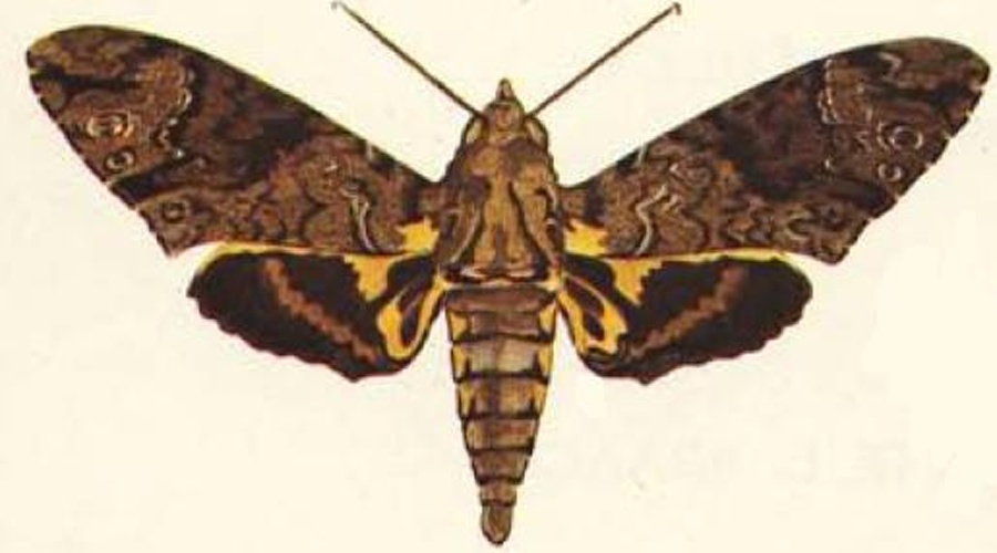 Coelonia fulvinotata &copy; M. A. van den Berg, J. B. Vermeulen, H. H. Braack, Antoinette L. Braack