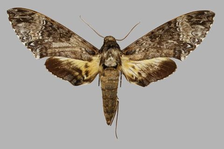 Coelonia solani © Robert Young