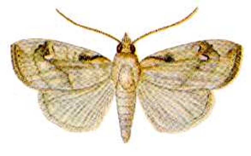 Crocidolomia pavonana © 