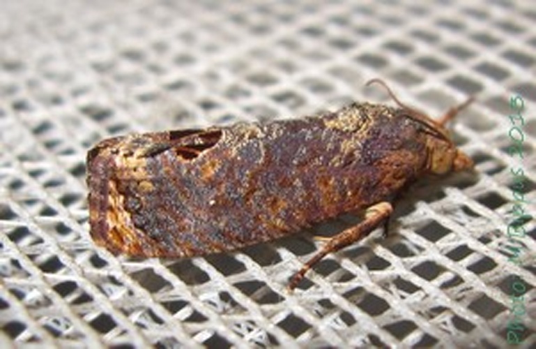 Cryptophlebia peltastica &copy; <a href="//commons.wikimedia.org/wiki/User:Tonton_Bernardo" title="User:Tonton Bernardo">Tonton Bernardo</a>