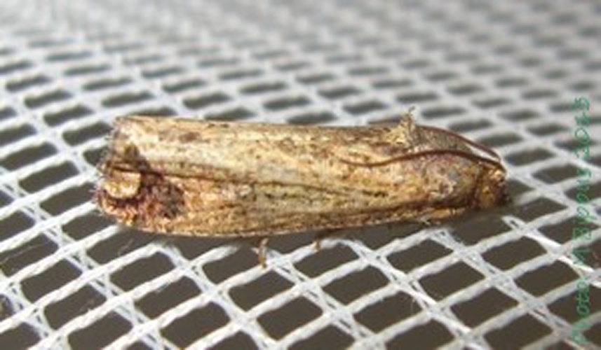 Cryptophlebia semilunana &copy; <a href="//commons.wikimedia.org/wiki/User:Tonton_Bernardo" title="User:Tonton Bernardo">Tonton Bernardo</a>