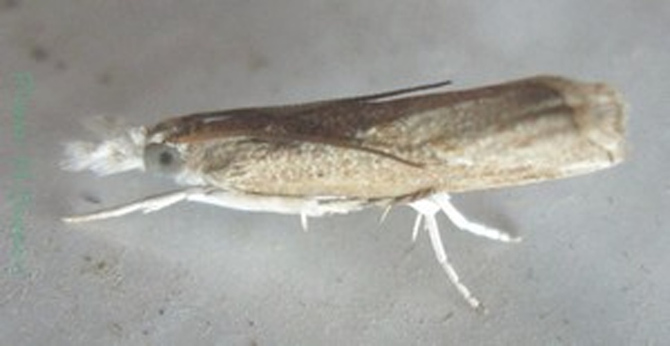 Culladia achroellum © <a href="//commons.wikimedia.org/wiki/User:Tonton_Bernardo" title="User:Tonton Bernardo">Tonton Bernardo</a>