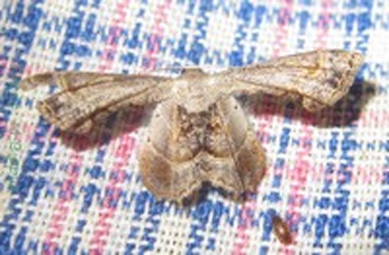 Dirades theclata &copy; <a href="//commons.wikimedia.org/wiki/User:Tonton_Bernardo" title="User:Tonton Bernardo">Tonton Bernardo</a>