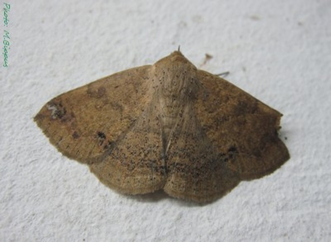 Ericeia lituraria © <a href="//commons.wikimedia.org/wiki/User:Tonton_Bernardo" title="User:Tonton Bernardo">Tonton Bernardo</a>