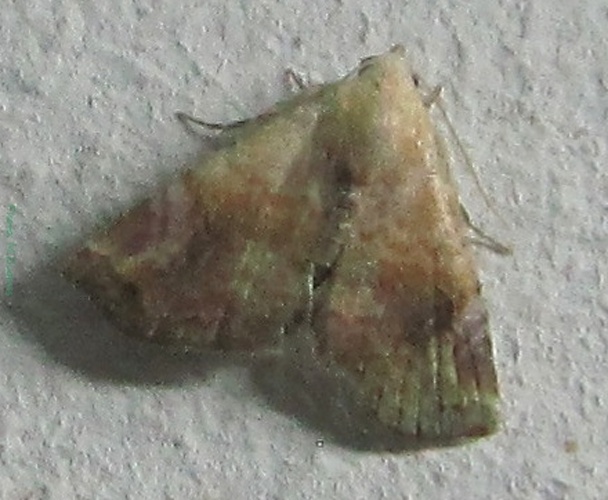 Eublemmoides apicimacula © <a href="//commons.wikimedia.org/wiki/User:Tonton_Bernardo" title="User:Tonton Bernardo">Tonton Bernardo</a>