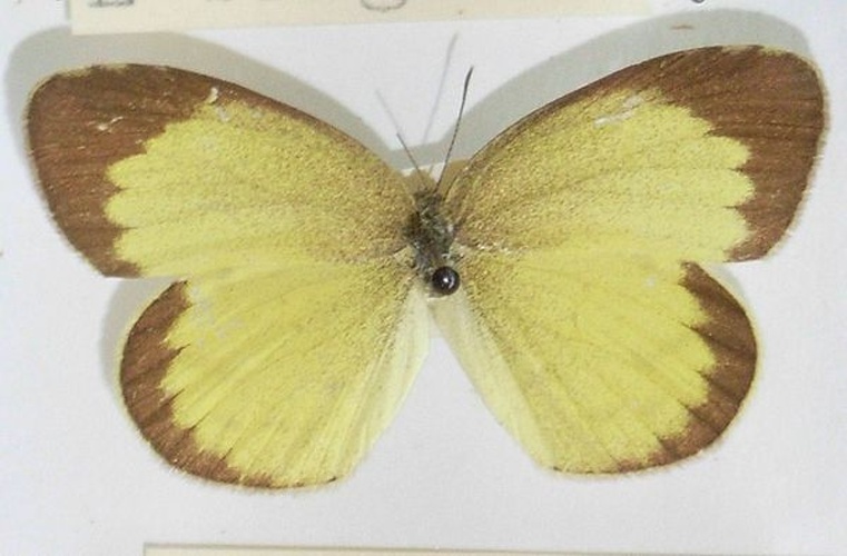 Eurema brigitta © <a href="//commons.wikimedia.org/wiki/User:Notafly" title="User:Notafly">Notafly</a>