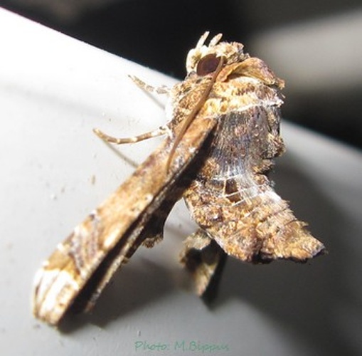 Eutelia blandiatrix &copy; <a href="//commons.wikimedia.org/wiki/User:Tonton_Bernardo" title="User:Tonton Bernardo">Tonton Bernardo</a>