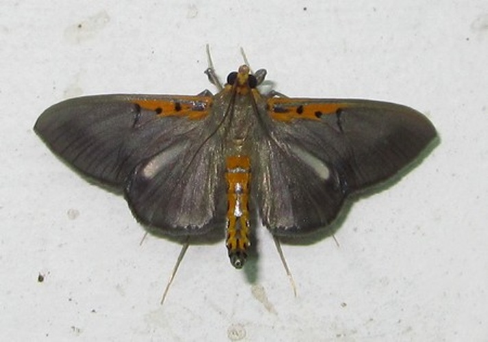 Filodes costivitralis © <a href="//commons.wikimedia.org/wiki/User:Tonton_Bernardo" title="User:Tonton Bernardo">Tonton Bernardo</a>