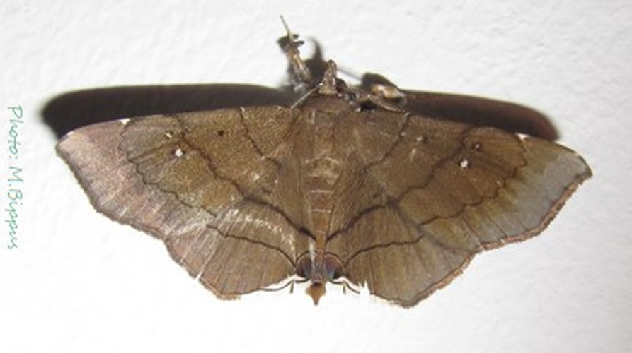 Gracilodes nysa © <a href="//commons.wikimedia.org/wiki/User:Tonton_Bernardo" title="User:Tonton Bernardo">Tonton Bernardo</a>