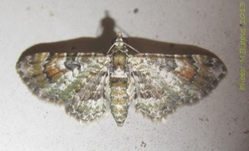 Gymnoscelis rubricata &copy; <a href="//commons.wikimedia.org/wiki/User:Tonton_Bernardo" title="User:Tonton Bernardo">Tonton Bernardo</a>