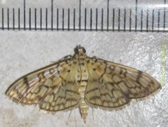 Haritalodes derogata © <a href="//commons.wikimedia.org/wiki/User:Tonton_Bernardo" title="User:Tonton Bernardo">Tonton Bernardo</a>