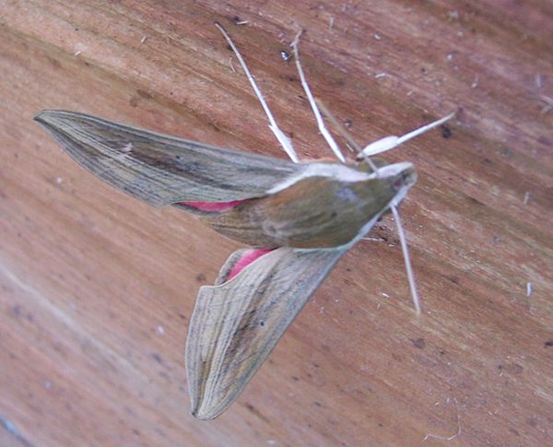 Hippotion eson &copy; B.navez