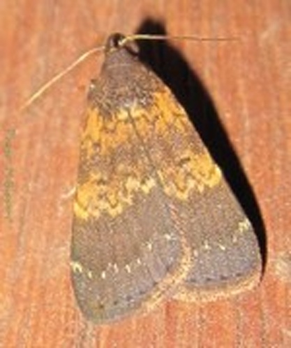 Hydrillodes uliginosalis © <a href="//commons.wikimedia.org/wiki/User:Tonton_Bernardo" title="User:Tonton Bernardo">Tonton Bernardo</a>