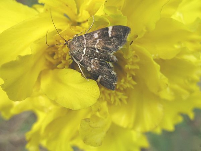 Hymenia perspectalis © Kristina Simms