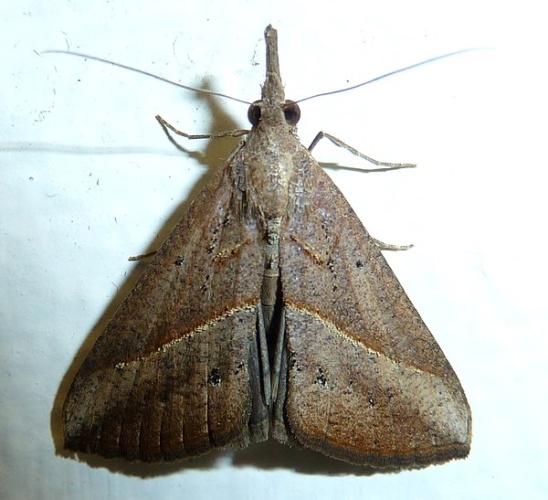 Hypena obacerralis © <a href="//commons.wikimedia.org/wiki/User:JMK" title="User:JMK">JMK</a>