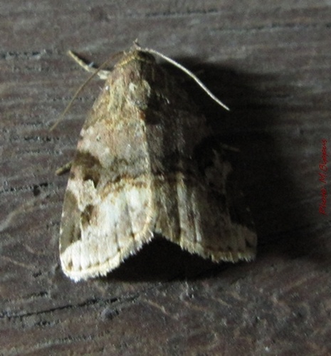 Microplexia costimaculalis © <a href="//commons.wikimedia.org/wiki/User:Tonton_Bernardo" title="User:Tonton Bernardo">Tonton Bernardo</a>