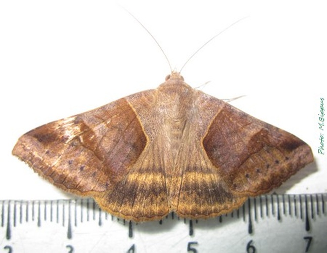 Mocis mayeri © <a href="//commons.wikimedia.org/wiki/User:Tonton_Bernardo" title="User:Tonton Bernardo">Tonton Bernardo</a>