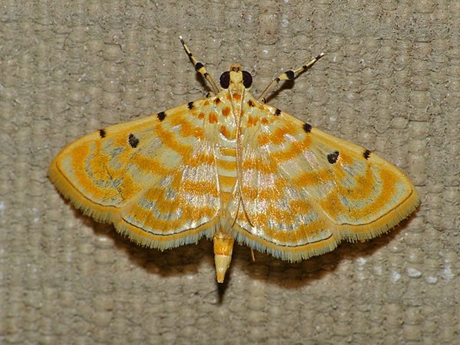 Notarcha quaternalis © <a rel="nofollow" class="external text" href="https://www.flickr.com/people/65695019@N07">Bernard DUPONT</a> from FRANCE