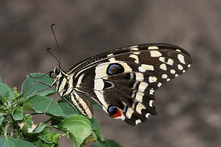 Papilio demodocus © <b><a href="https://en.wikipedia.org/wiki/User:Muhammad_Mahdi_Karim" class="extiw" title="w:User:Muhammad Mahdi Karim">Muhammad Mahdi Karim</a></b>