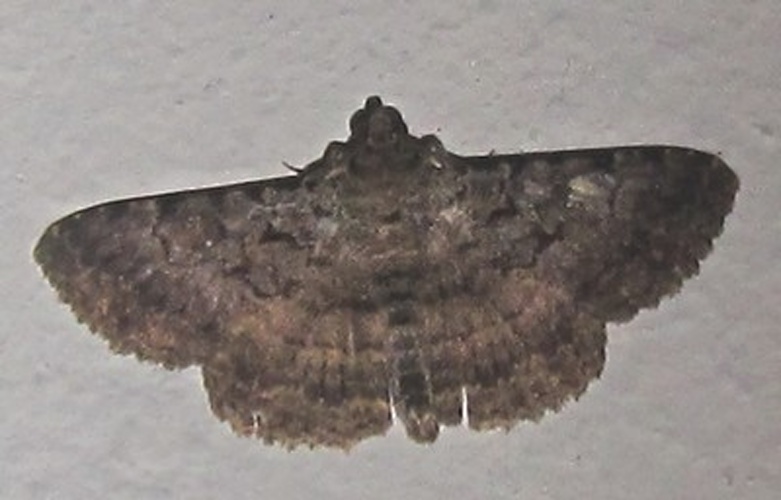 Polydesma umbricola © <a href="//commons.wikimedia.org/wiki/User:Tonton_Bernardo" title="User:Tonton Bernardo">Tonton Bernardo</a>