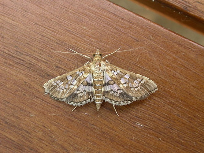 Sameodes cancellalis © <a rel="nofollow" class="external text" href="https://www.flickr.com/people/25401497@N02">Donald Hobern</a>