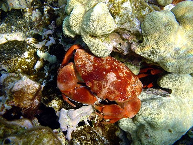 Carpilius convexus © <a rel="nofollow" class="external text" href="https://sites.google.com/site/thebrockeninglory/">Brocken Inaglory</a>