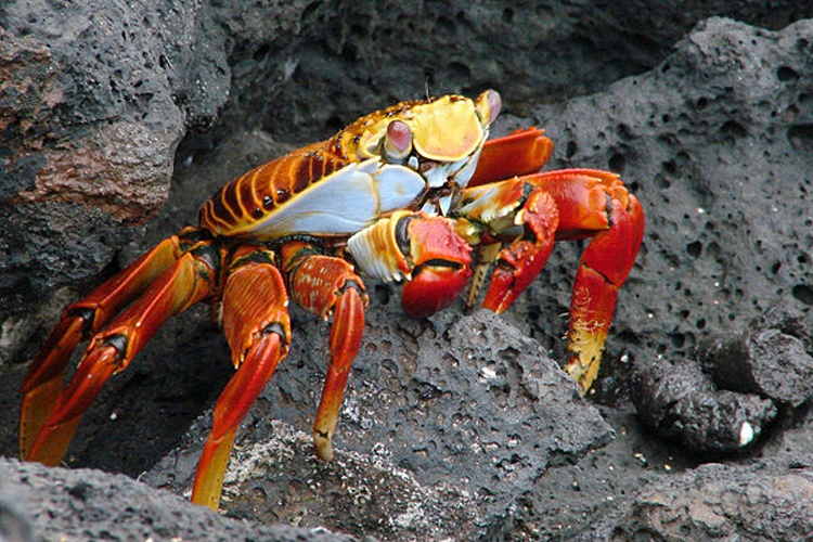 Grapsus grapsus &copy; <a href="//commons.wikimedia.org/wiki/User:Barfbagger" title="User:Barfbagger">Barfbagger</a>