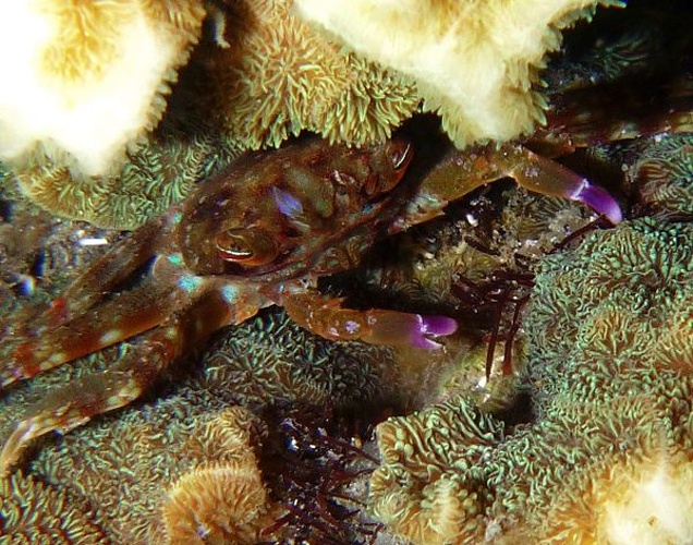 Percnon abbreviatum © Sébastien Vasquez