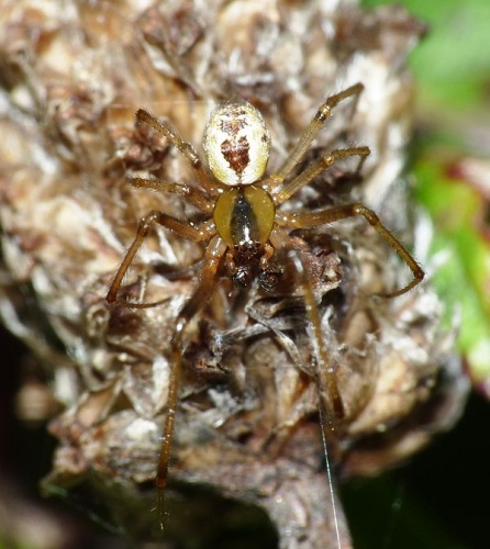 Kochiura aulica &copy; <a href="//commons.wikimedia.org/wiki/User:Lucarelli" title="User:Lucarelli">Lucarelli</a>