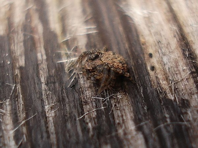 Cozyptila blackwalli &copy; <a href="//commons.wikimedia.org/wiki/User:AfroBrazilian" title="User:AfroBrazilian">AfroBrazilian</a>