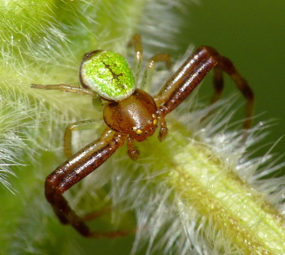 Ebrechtella tricuspidata &copy; <a href="//commons.wikimedia.org/wiki/User:Lucarelli" title="User:Lucarelli">Lucarelli</a>