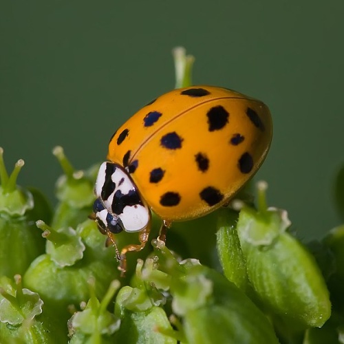 Harmonia axyridis &copy; <a rel="nofollow" class="external text" href="http://photo-natur.de">Andreas Trepte</a>