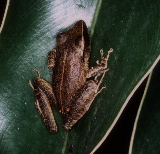 Pristimantis gutturalis © Hugo Claessen