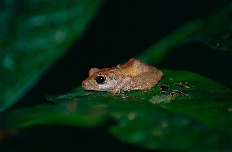Pristimantis inguinalis &copy; <a rel="nofollow" class="external text" href="https://www.flickr.com/people/65695019@N07">Bernard DUPONT</a> from FRANCE