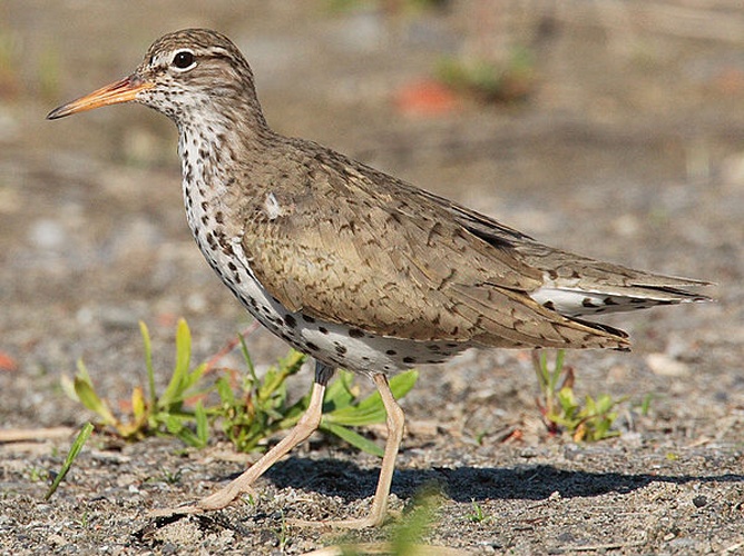 Spotted Sandpiper &copy; No machine-readable author provided. <a href="//commons.wikimedia.org/wiki/User:Factumquintus" title="User:Factumquintus">Factumquintus</a> assumed (based on copyright claims).