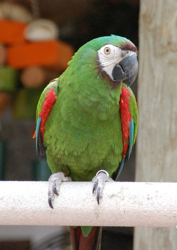 Chestnut-fronted Macaw © <a rel="nofollow" class="external text" href="https://www.flickr.com/photos/88541773@N00">Eric Savage</a>