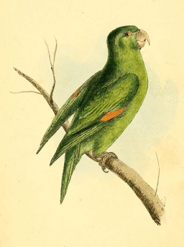 Golden-winged Parakeet © William Swainson, F.R.S., F.L.S.