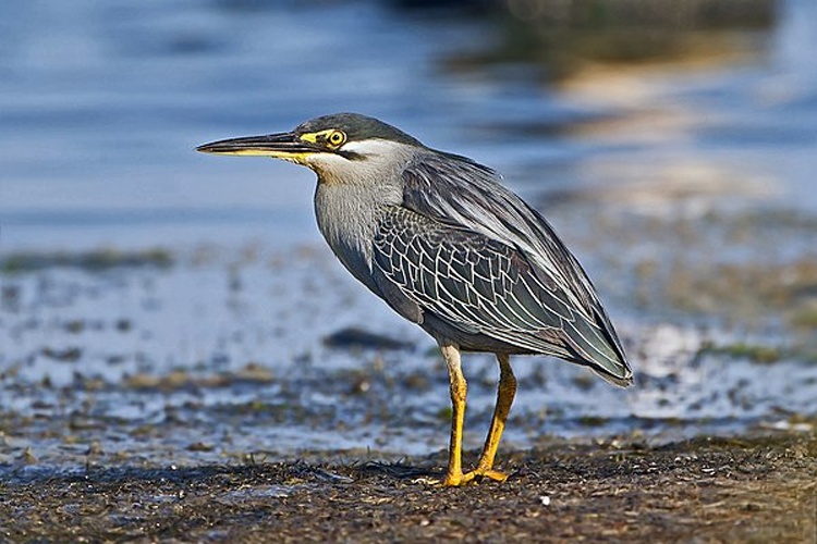 Striated Heron &copy; <a href="//commons.wikimedia.org/wiki/User:JJ_Harrison" title="User:JJ Harrison">JJ Harrison</a> (<a rel="nofollow" class="external free" href="https://www.jjharrison.com.au/">https://www.jjharrison.com.au/</a>)